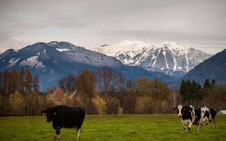 Slovenian organizations for the protection of animals warn about the harmfulness of the EU-Mercosur agreement