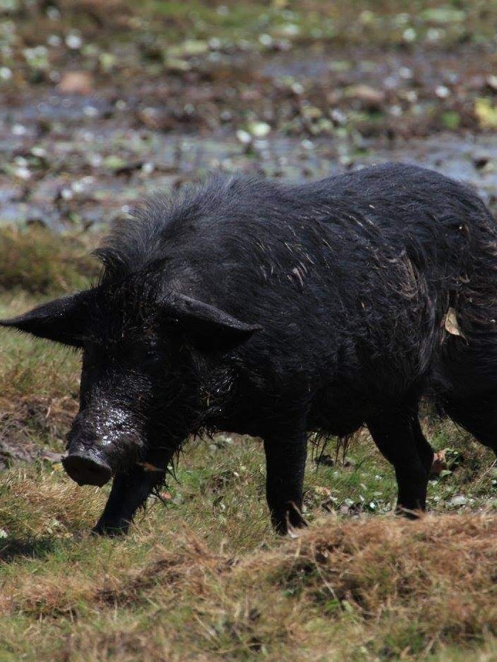Feral pigs found in SA were imported illegally from NSW, testing shows