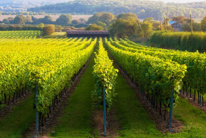 Could grapevines hold the key to creating biodegradable packaging?