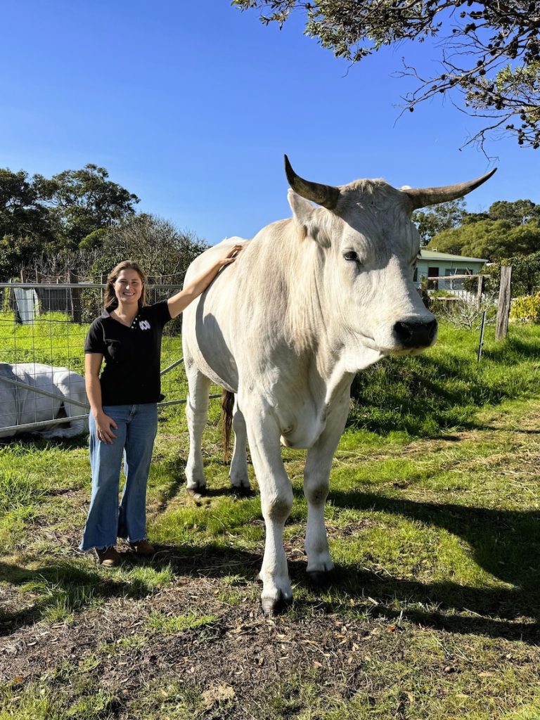 ‘Majestic’ cattle too large for some butchers to process, farmer says