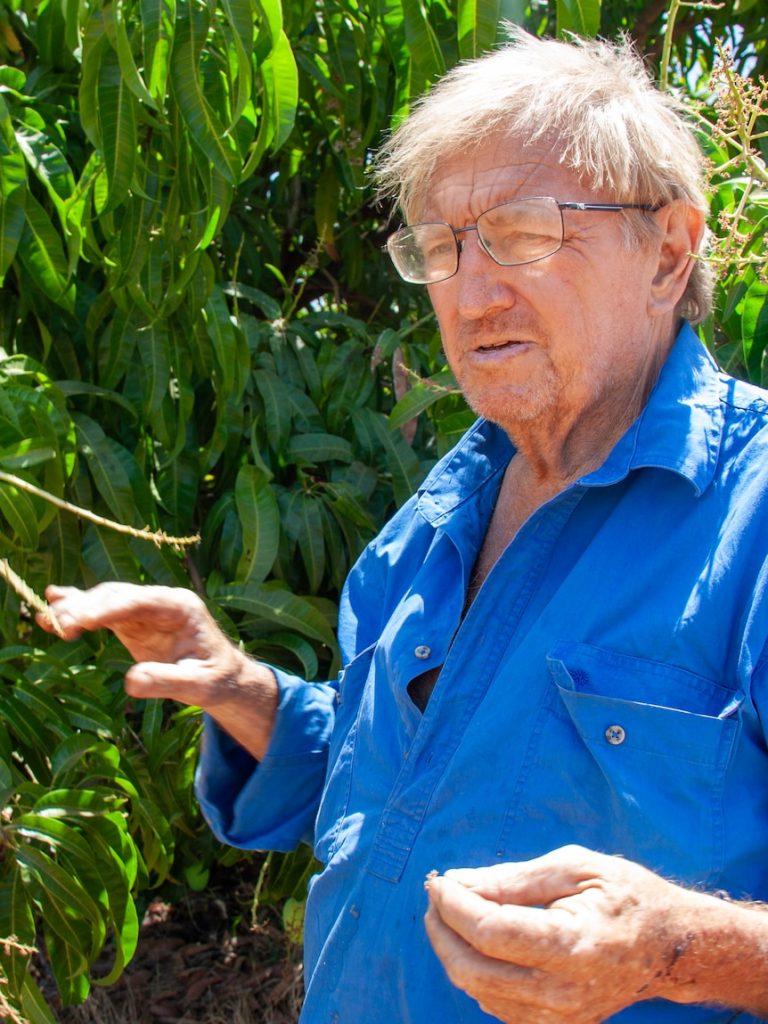Kimberley mango growers try to avoid ‘disaster’ from across the border