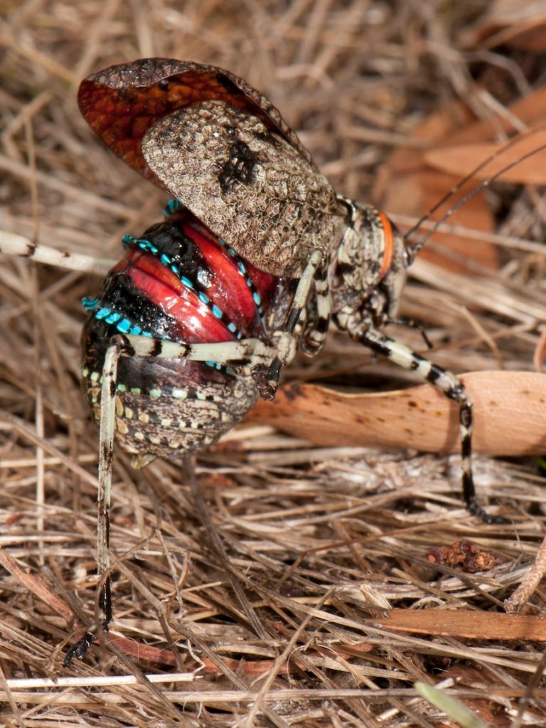 Vote for your favourite Australian Insect of the Year