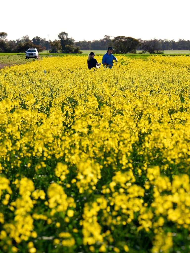 How a Cairns startup is using bio-tech to transform farming