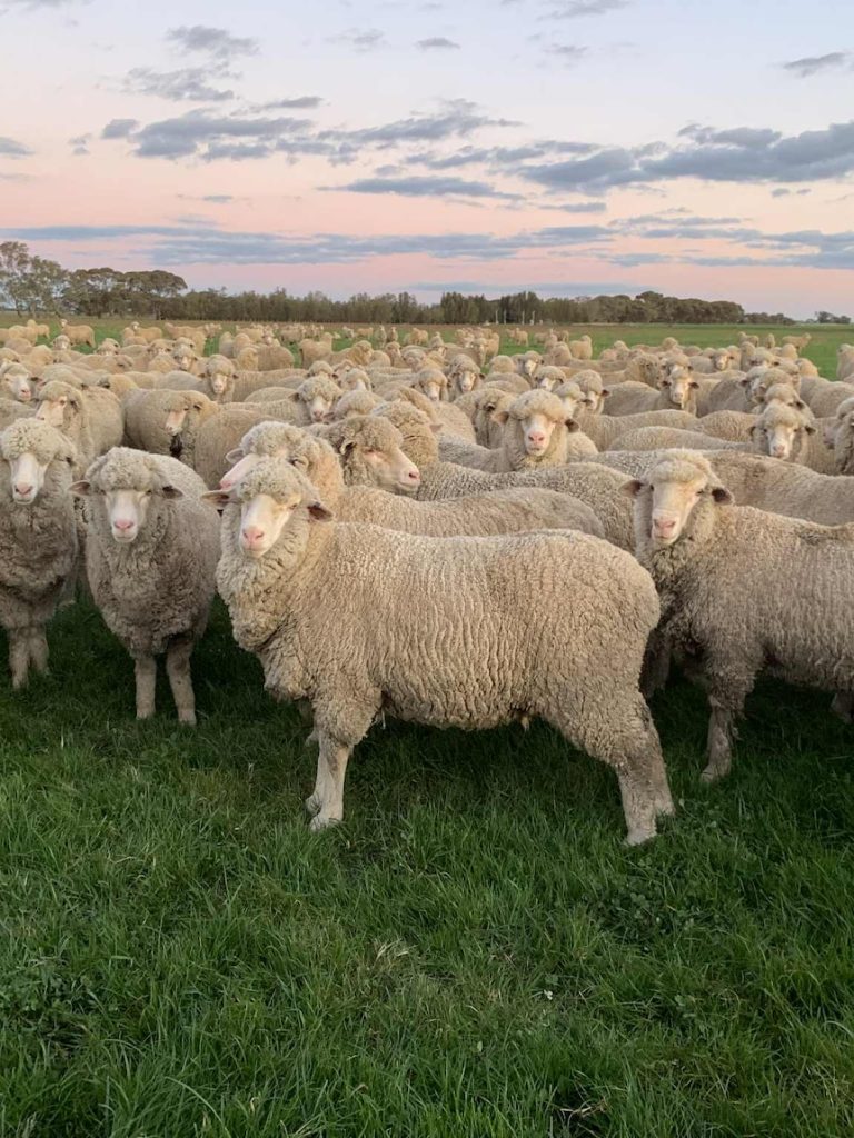 Confidence returns to fickle Australian wool industry as prices surge