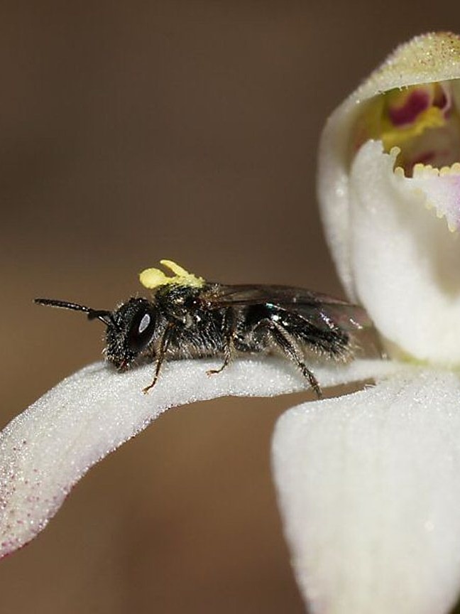 Scientists studied 10,000 flowers to see what’s happening to pollinators