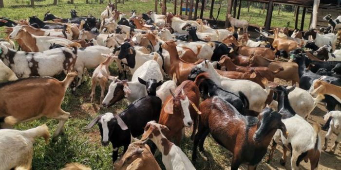 Auctioneers Raid MP’s Home and Seize Car, Goats