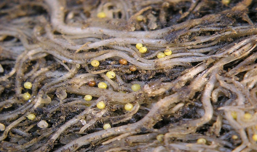 A Throuple That Produces Potato Parasites