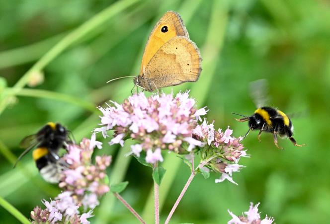 Wild butterflies and bees face growing threats across Europe