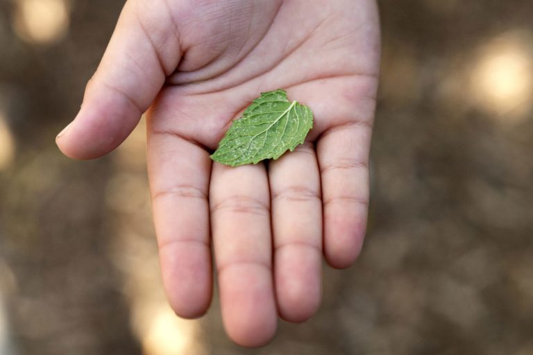 The Farm-to-School Model Is Under Threat
