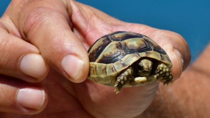 Approximately 6,100 loggerhead turtle nests in Kyparissia Bay