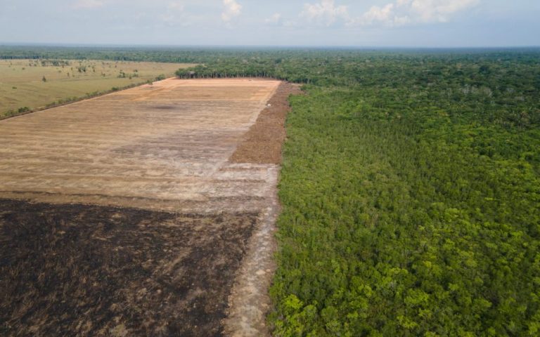 Organization: Delaying the deforestation regulation will jeopardize supply chains