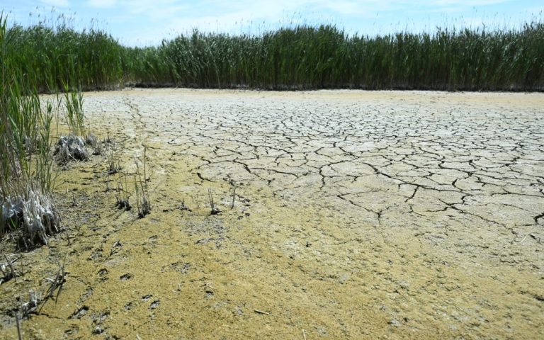 The EU proposes simplification of rules on deforestation