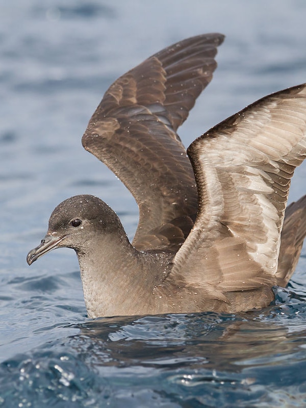 Spring’s migratory flocks pose bird flu risk for Tasmania