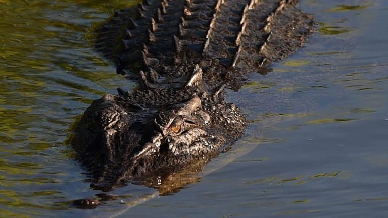 Teenage boy remains in hospital after being attacked by crocodile while fishing in Far North Queensland