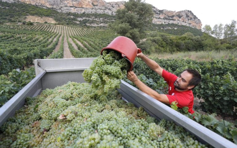 Spain moves from second to third place in wine production in the EU in 2025