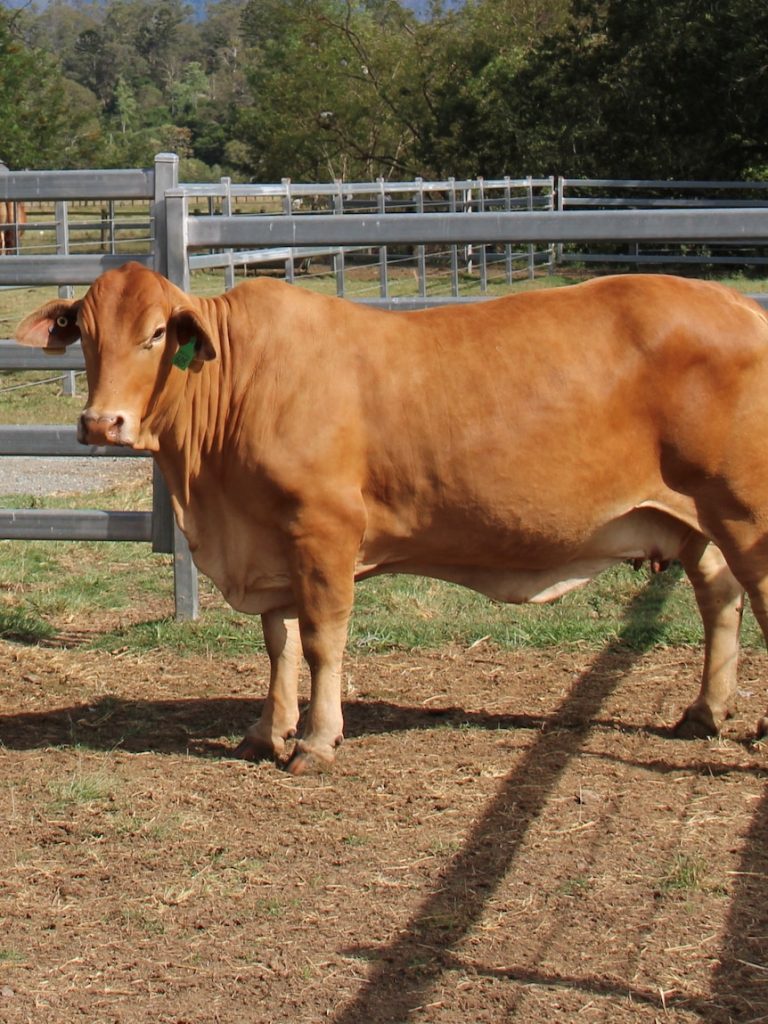 Almost two years after floods washed her away, a cow comes home