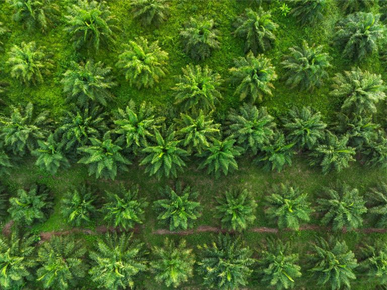 Indonesia’s WTO winning streak could threaten EUDR viability