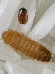 Pest found in nappy pants could cost grains industry $15b if not contained