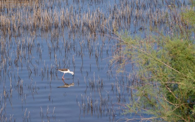 University of Coimbra study reveals waters contaminated by pharmaceuticals in Europe