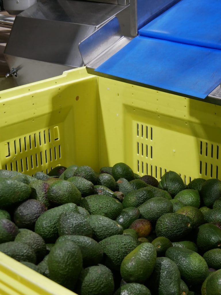 Cheaper avocados on the cards with record set to tumble