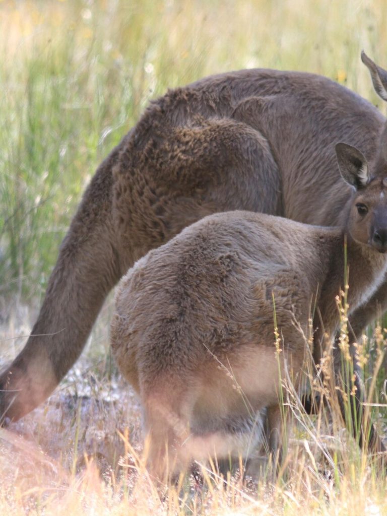 Kangaroos add pressure on drought-hit farmers by eating scarce feed