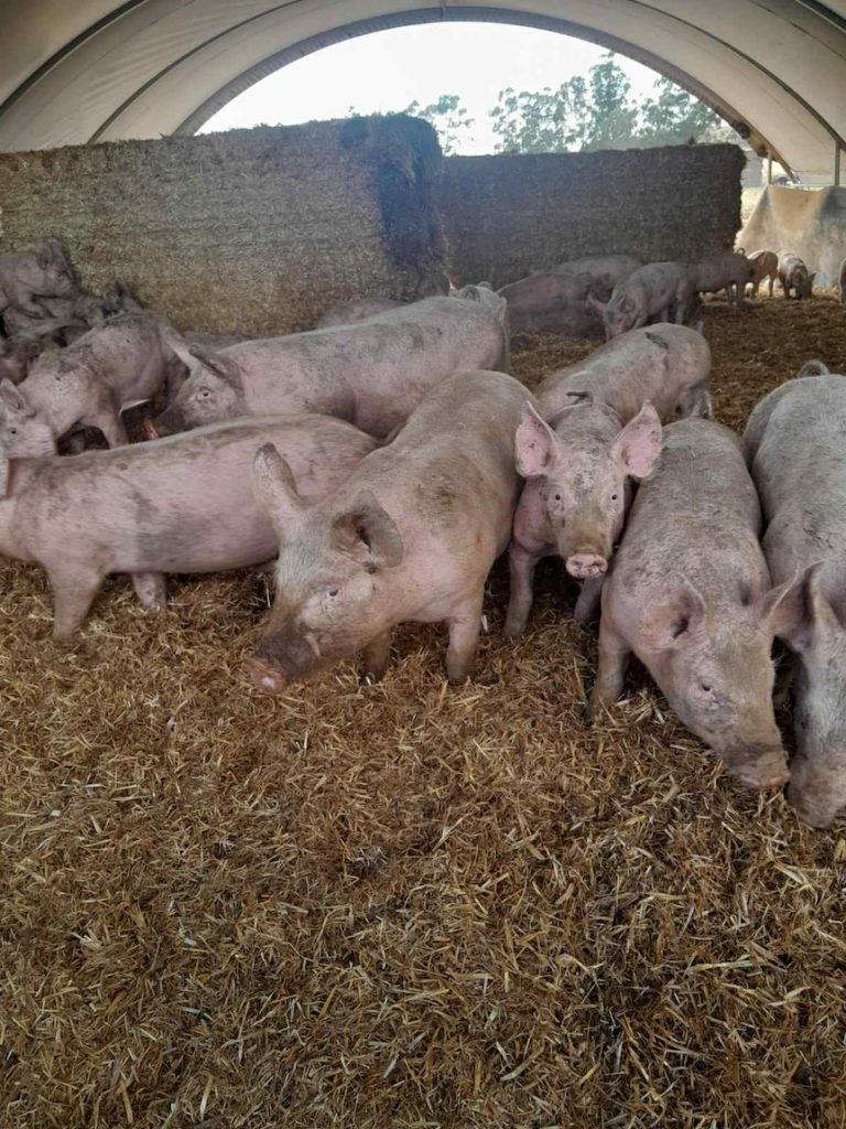 Thieves steal 65 piglets from farm in WA’s Great Southern