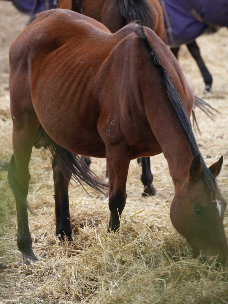 Weeks before public outcry, Biosecurity Tasmania was worried about this horse stud