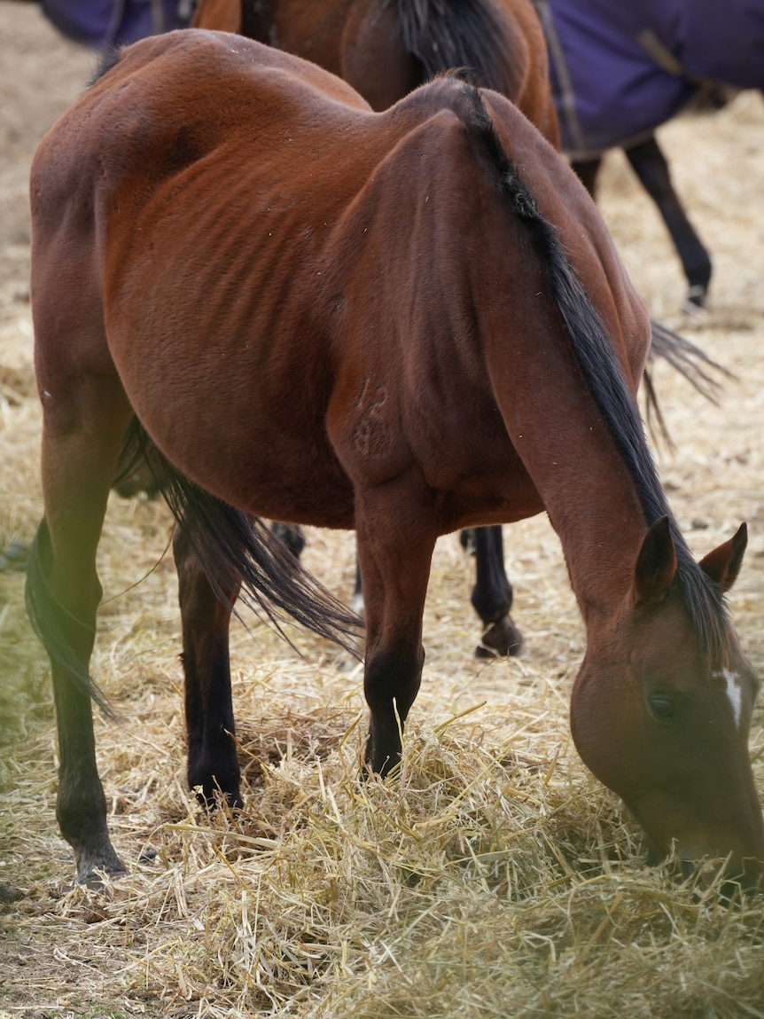 Weeks before public outcry, Biosecurity Tasmania was worried about this horse stud