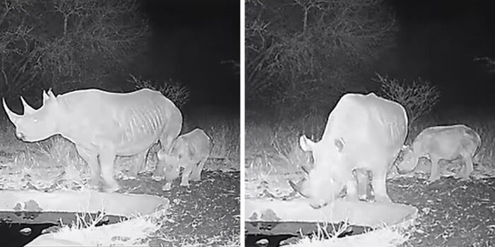 Critically Endangered Black Rhino Born at Chyulu Hills National Park