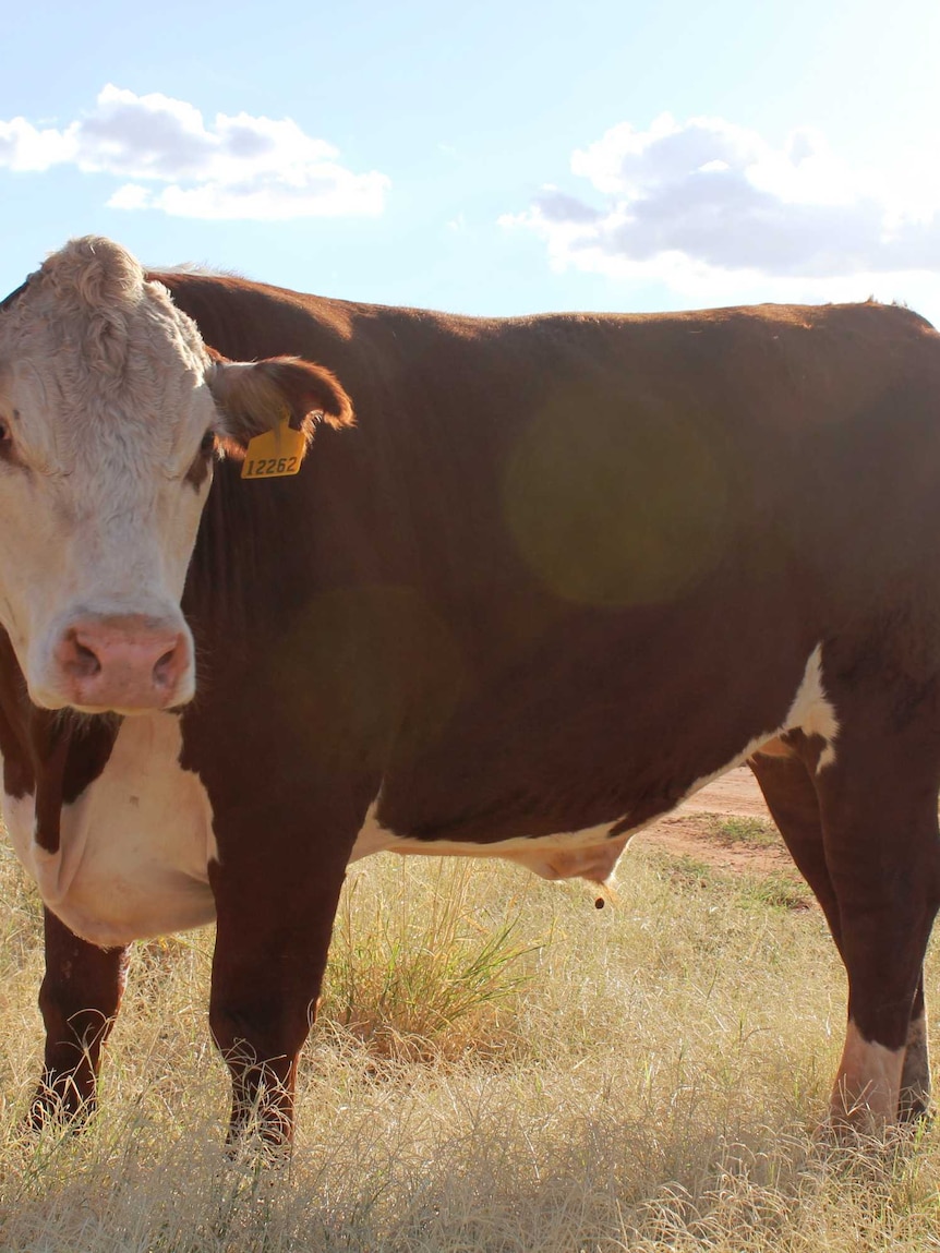Price of Australian beef unlikely to change as Trump ends tariffs