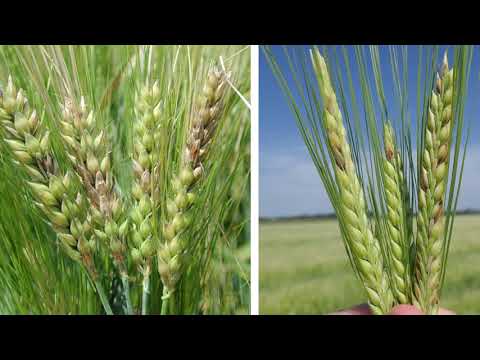 The deadly fungus Chinese scientists smuggled into the US