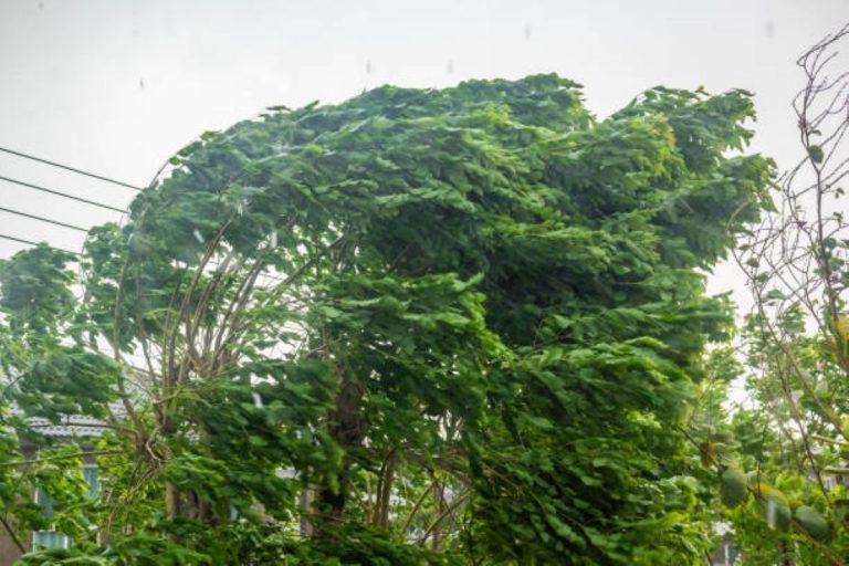 Strong winds and warm conditions are expected in Western Cape