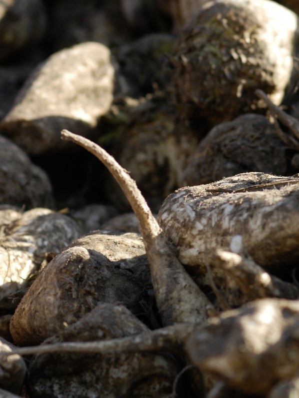 New crop could be Australia’s sustainable aviation fuel sweet spot