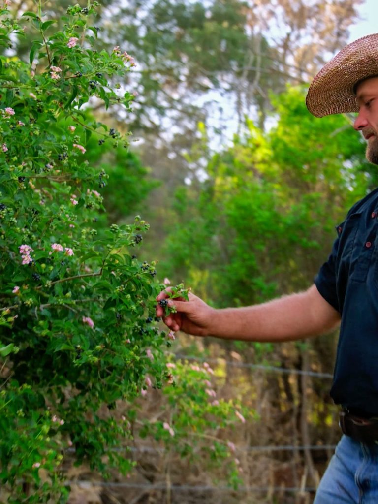 One of Australia’s worst weeds unearthed in Australia’s ‘salad bowl’