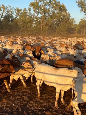 NT cattle rustler fined almost $430k over theft ‘motivated by greed’