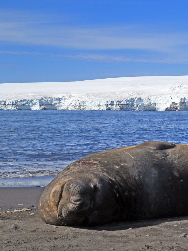Scientists fear bird flu outbreak after elephant seal deaths on Heard Island