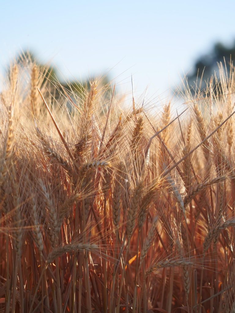 ElectraNet to change power corridor plan after farmers voice concerns