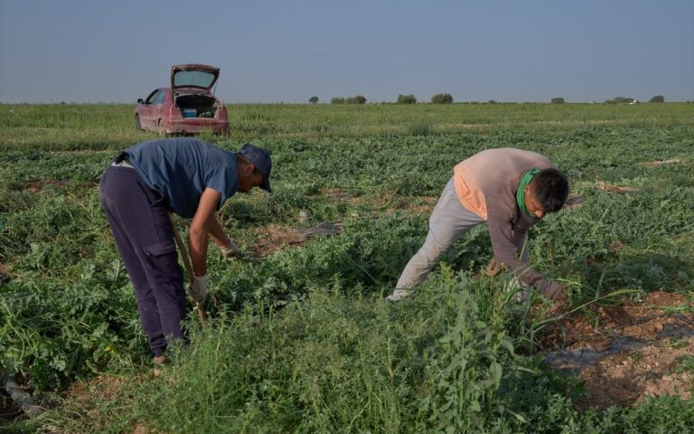 Agricultural organization warns that cuts to the CAP would increase the shopping basket by up to 500 euros