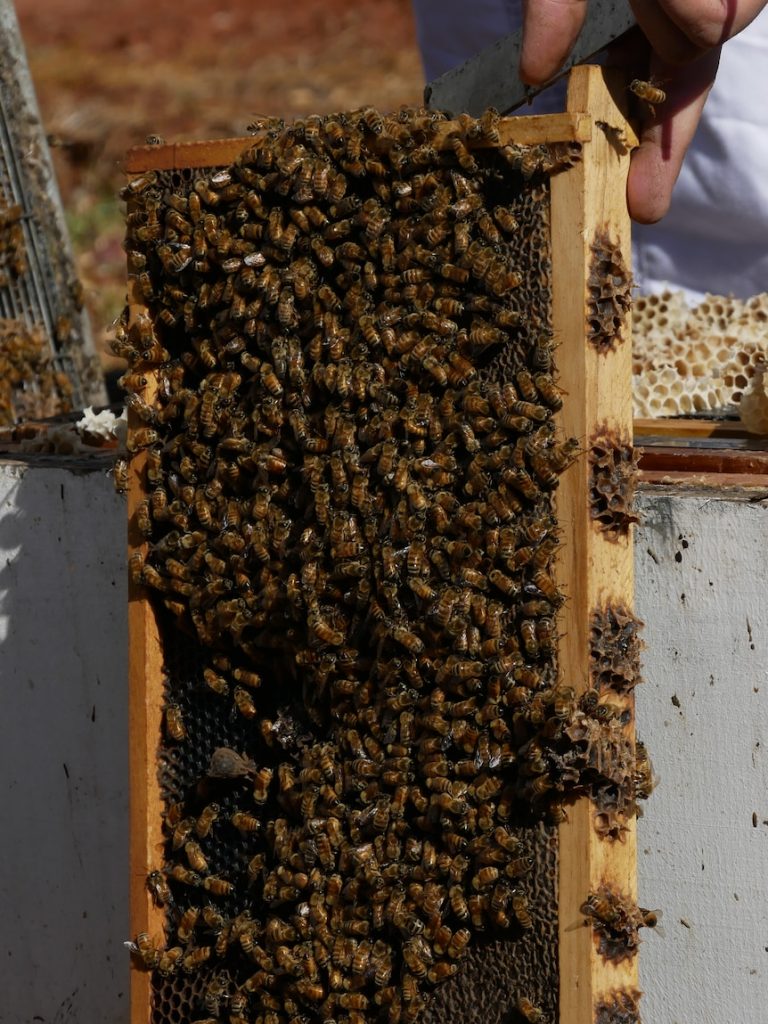 Varroa mite infestations could see mass exodus from industry as costs increase