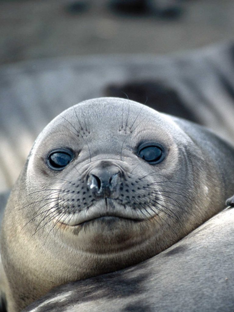 Bird flu confirmed in elephant seal population at Heard Island