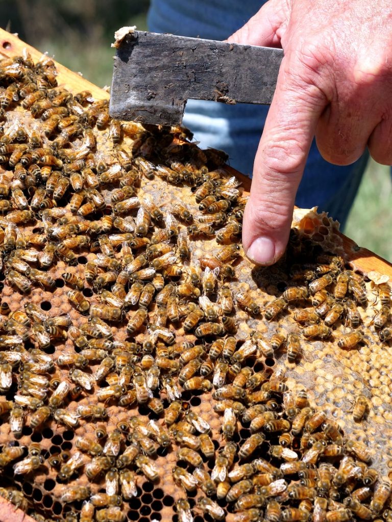 Varroa mite detected in bee hives in two more SA locations