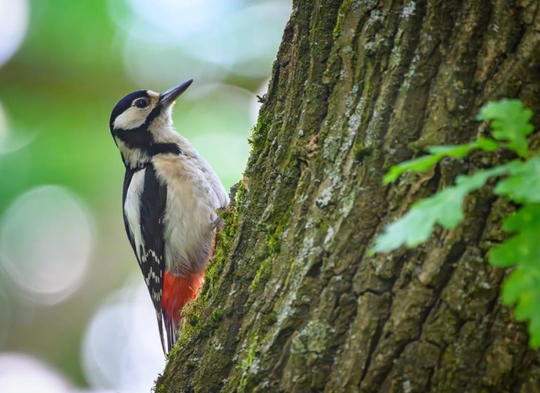 The EU’s grand new plan to replace fossil fuels with trees