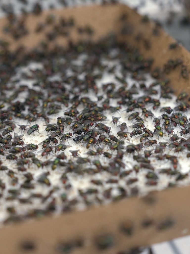 Sterile flies take to the sky in Kangaroo Island eradication push