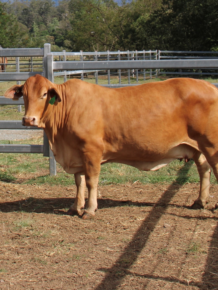 Almost two years after floods washed her away, a cow comes home