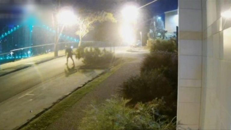 Security cameras capture bizarre tree thefts in Fortitude Valley, Brisbane