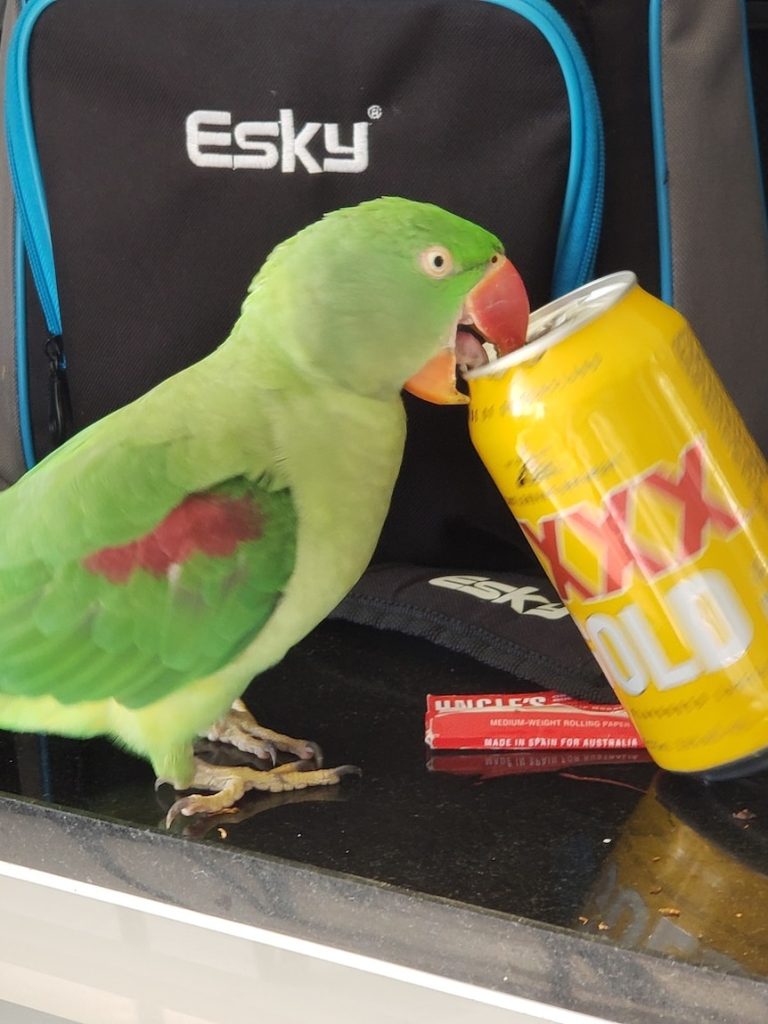 Shiny beer cans and a crowd save party-loving pet parrot