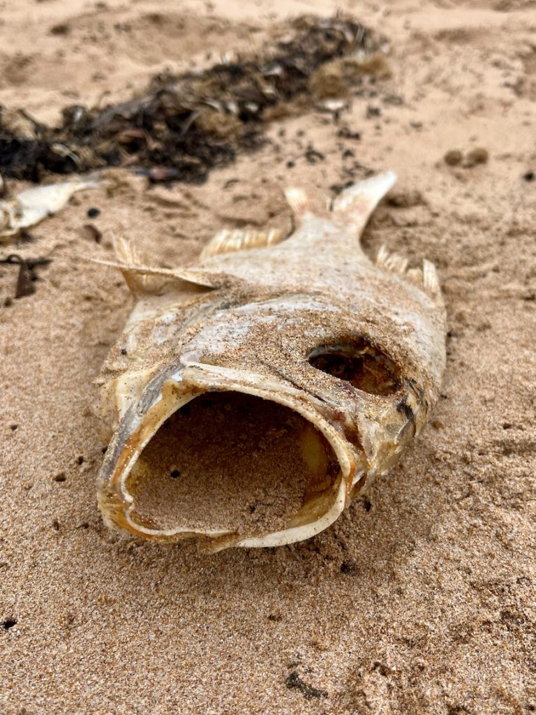 Scientists hopeful they have found source of SA algal bloom toxins