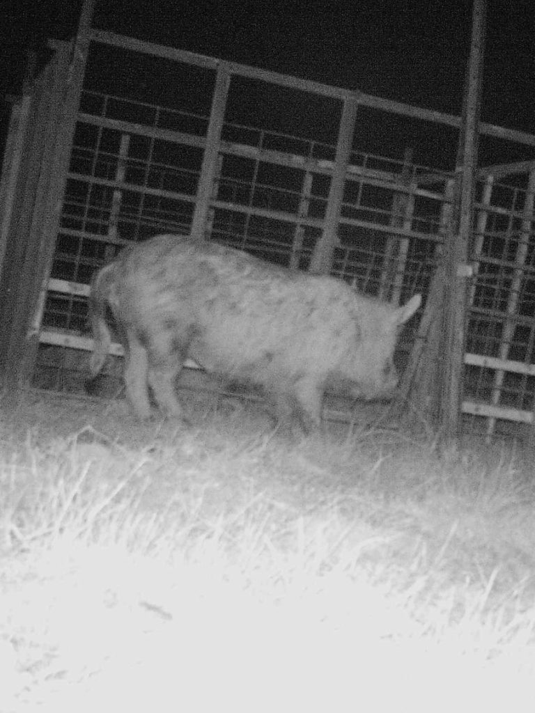 Feral pigs are eating 99 out of every 100 lambs on this NSW property