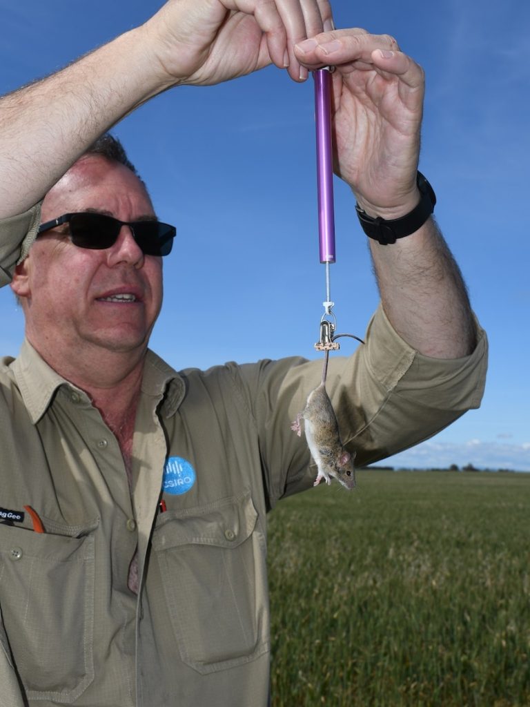 Worrying signs another mouse plague could be on the way