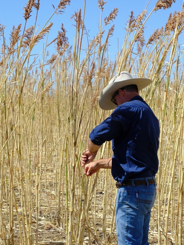 Farmers push to use Great Artesian Basin for irrigation in western Qld